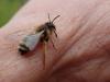 Andrena flavipes